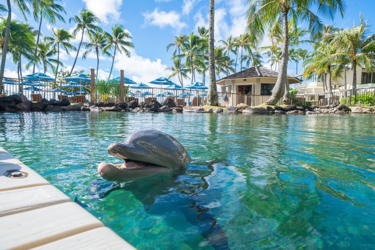 kahala hawaii dolphin cruise port hotels