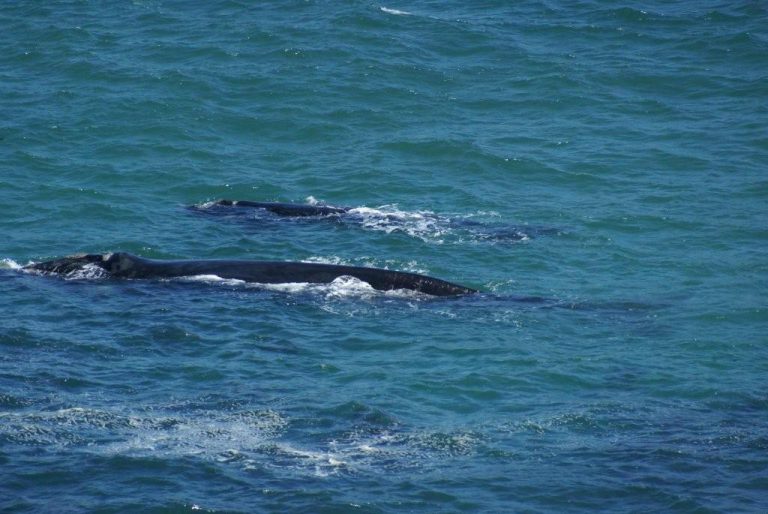 tintswalo atlantic whales capetown cruise port hotels