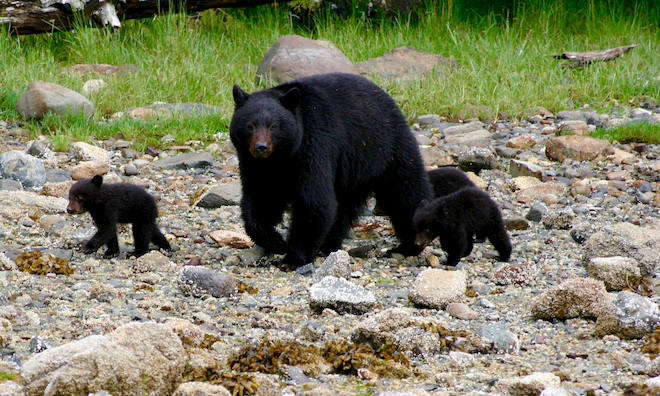 15.-Bear-Watching-low