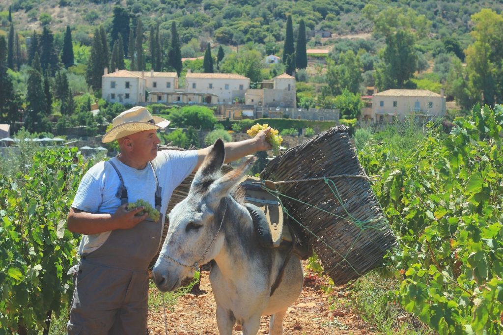 Grapes_Harvest